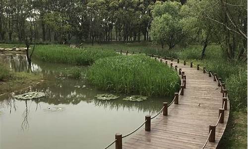 上海唯一的湿地公园_上海湿地公园在哪里