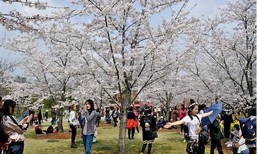 2020年顾村公园樱花节_顾村公园樱花节