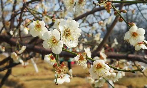 萝岗香雪公园梅花开放时间_萝岗香雪公园梅花什么时候开