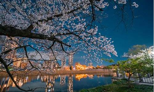 东京樱花景点_东京公园樱花