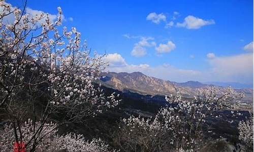 鹫峰森林公园梅花,鹫峰森林公园逃票