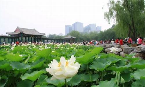 北京莲花池公园游览线路图最新_北京莲花池公园游览线路