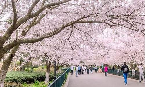 青岛中山公园的樱花几月份开花_青岛樱花什么时候开