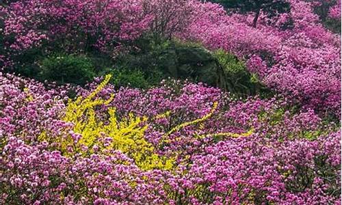 青岛清明节旅游攻略大全图片,青岛清明节旅游攻略