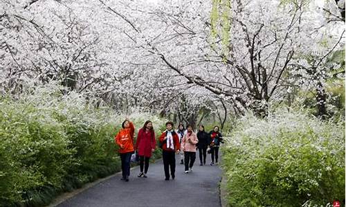 闵行体育公园樱花-闵行体育公园樱花什么时候开