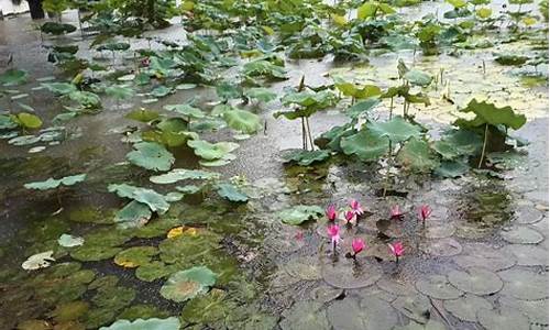 洪湖公园荷花什么时候开-洪湖公园荷花什么时候开放