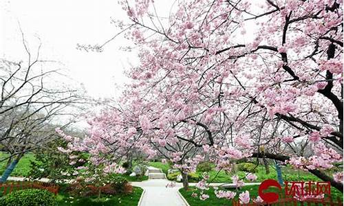 武汉江滩公园樱花开放时间,武汉江滩公园樱